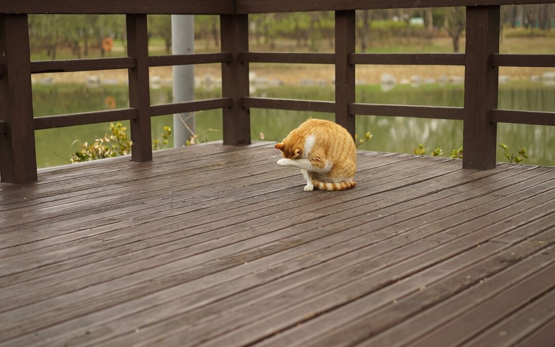 Photo of calico cat bathing on a wood deck